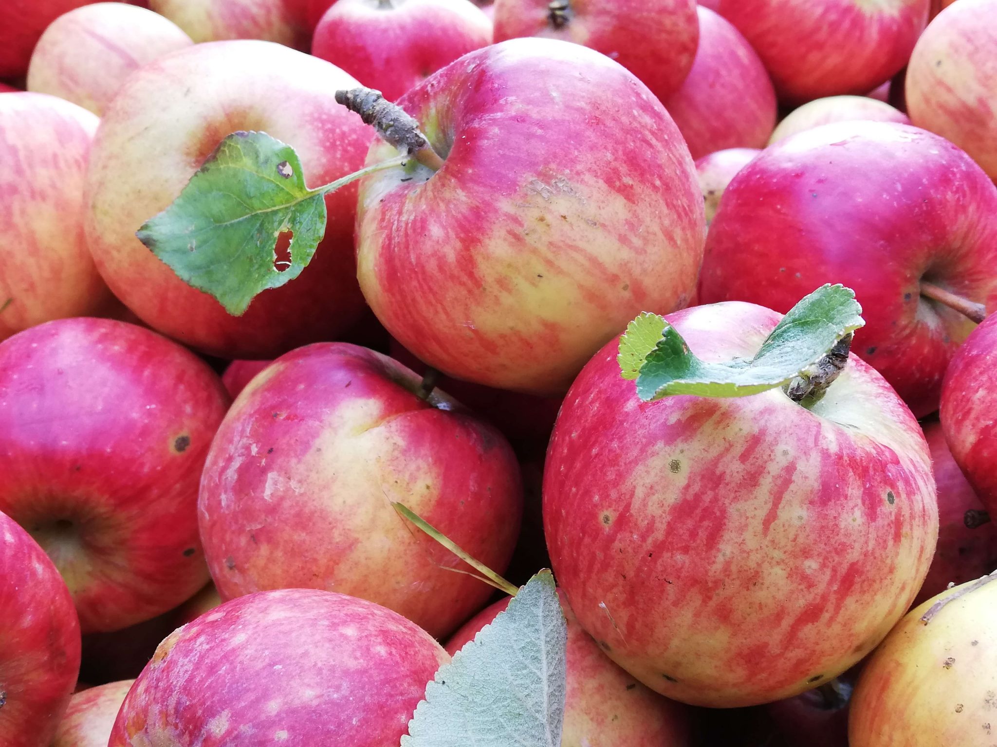 Die Mosterei – Mosterei Billing